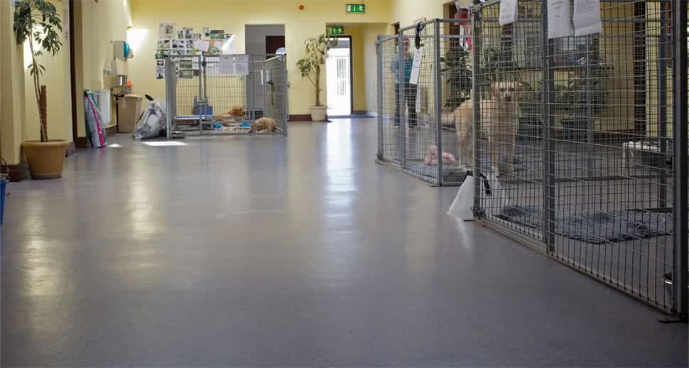 Veterinary Clinic Flooring Floortech