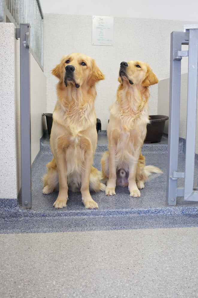 Veterinary Kennel Flooring Solution