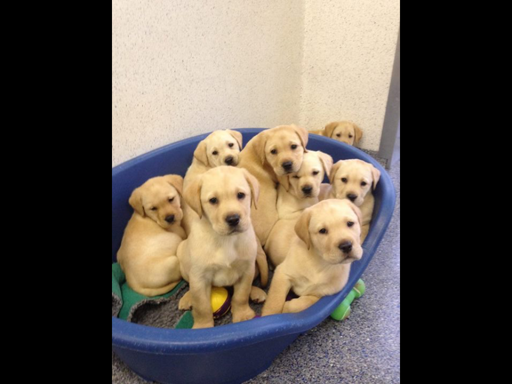 Hygienic Veterinary Flooring Solution